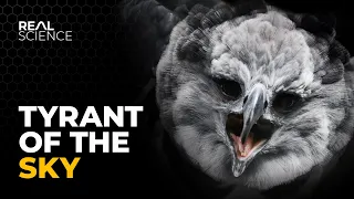 The Insane Biology of: The Harpy Eagle