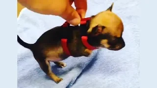 Amazing Transformation of Surrendered Tiny Dog Was Born With Two Legs