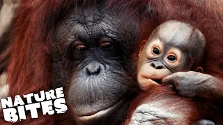 Orangutan Baby Born at the Zoo | Nature Bites