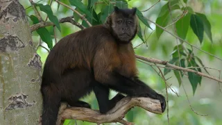 Hooded Capuchins at Denver Zoo (4K) - Panasonic 100-400mm lens on GH5 II (GH5M2) camera