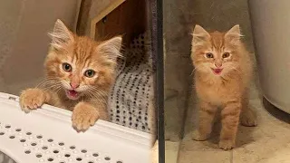 Stray Kitten Sneaks Into Yard And Decides He Needs a Home Of His Own