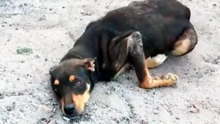 The doomed dog licked the hands of everyone who approached him ... He really wanted to live!