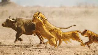 Vicious Lion Pride Uses Lethal Attack To Eat Prey Alive | Lions Behaving Badly | Real Wild