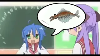 Konata loves anomalocaris