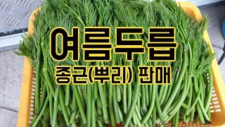 ♤판매완료 감사합니다♤ 여름두릅 종근(뿌리) 판매합니다