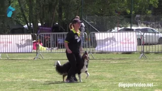 Selection - Elke Boxoen + Jessy / Border Collie