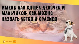 Имена для кошек девочек и мальчиков: как можно назвать легко и красиво