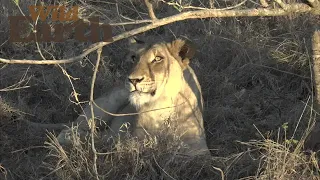 WildEarth - Sunrise - 13 September 2021