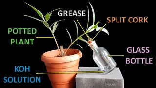 CO2 is essential for photosynthesis experiment