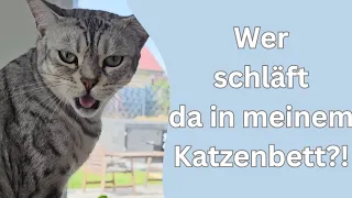 bekommen die Katzen trotz Baby noch genug Aufmerksamkeit?