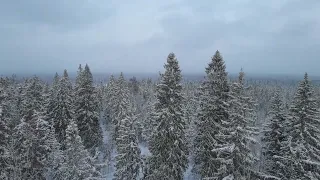 Вид со смотровой вышки на лес на горе Рыжоха. Национальный парк "Валдайский"