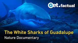 The great white Sharks of Guadalupe | Full Documentary