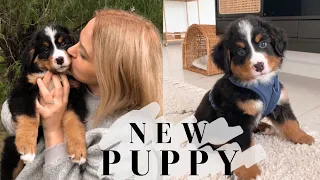 WE GOT A PUPPY! getting our 8wk old bernese mountain dog puppy + puppy haul!