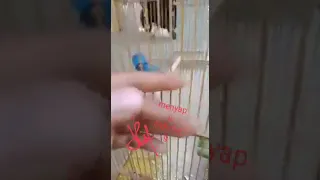 burung slendang biru gacor | bongkar isian