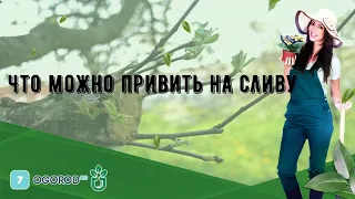 Что можно привить на сливу