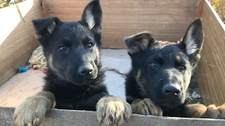 Покупка щенка немецкой овчарки | Выбираем друга для Алисы | Buying a German Shepherd puppy