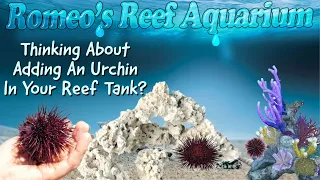 Adding An Urchin To Your Reef Tank?