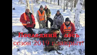 Охота на лося с лайками.Закрытие сезона 2019г.