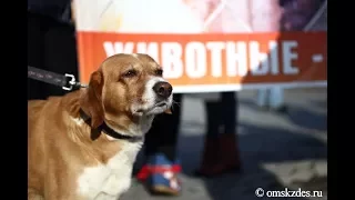 Сотни омичей пришли на митинг в защиту животных