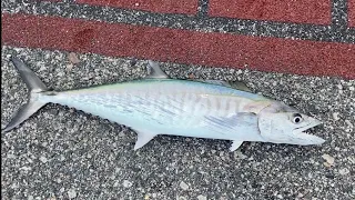 Bedok Jetty, Spanish Mackerel, then some giant fish escaped, and Long Fin Trevally. Tomorrow Changi