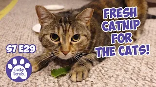 Project Exit, 11 Cats And A Lot Of Work! - S7 E29 - Lucky Ferals Cat Vlog