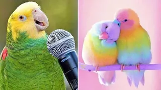 Baby Animals 🔴 Funny Parrots and Cute Birds Compilation (2021) Loros Adorables Recopilación #27