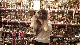 Продаются щенки кавказской овчарки, 1,5 месяца. www.r-risk.ru +79262205603 Татьяна Ягодкина