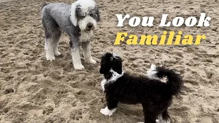 A Mini Sheepadoodle Meets an Old English Sheepdog