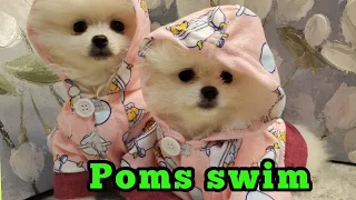 Pomeranian Puppies Learn to Swim in a Kiddie Pool