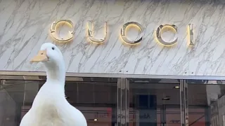 I took my duck to Gucci