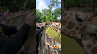 Watch till the end 🤩 Fort Worth Zoo #zoo #animals