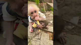 #monkey #animals #funny #trendingshorts #cutebaby #memes #smart #babycute #monkeybaby #socute #cute