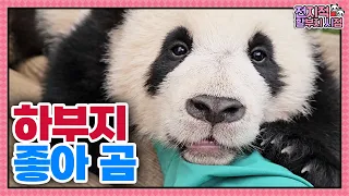 (SUB) Baby Pandas Love Zookeeper's Hand So Much🐼│Panda World