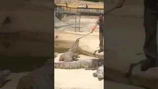 Crocodile Snap