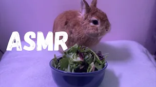 Rabbit Eating Salad ASMR