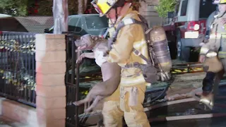 Pacoima, CA: Firefighters Save Dog From Burning Home in Pacoima