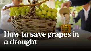 How To Save Grapes In A Drought - Nature's Building Blocks | BBC StoryWorks