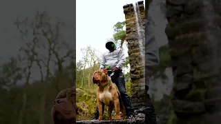 Water finds a way #americanbully #abkcbully #dogsofinstagram #viralvideo