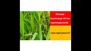 Озима пшениця після приморозків: чим врятувати?