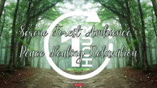 1 Hour | Serene Forest Ambience | Peace Healing Relaxation