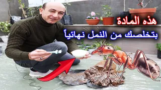 التخلص من النمل في الزرع و المنزل نهائياً