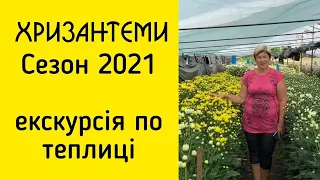 Хризантема на зріз. Екскурсія по теплиці. Серпень 2021