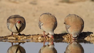 Chukar partridge חוגלות סלעים