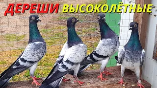 Голуби ДЕРЕШИ СТАНДАРТ и Происхождение Венгерского Высоколётного голубя Дереша 🧐/ pigeon pigeons