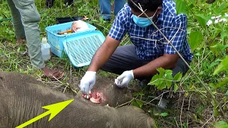 Life-saving surgery to repair severely injured leg of a poor helpless elephant. Saving an Elephant