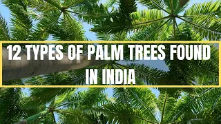 12 Types of Palm Trees in India | Type of Palm Plants in India | Palm Varieties Found in India