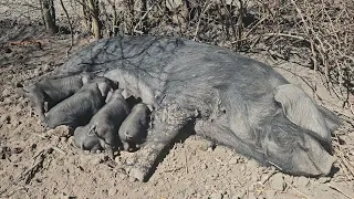 Large Black Pig with seven piglet litter nursing