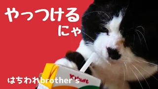 【元野良猫奮闘記】ジュースの紙パックは生き物だとパンチするはちわれ猫　Cat punching in juice