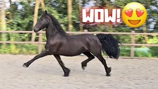 Wûnder and Yfke can move beautifully!! But this one trots absolutely perfect! | Friesian Horses