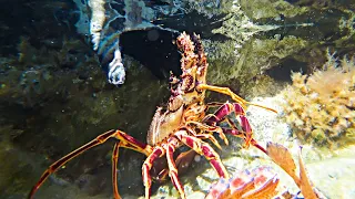 🦞Catching Lobsters in Shallow Water😱Almost Run Over by Coastguard